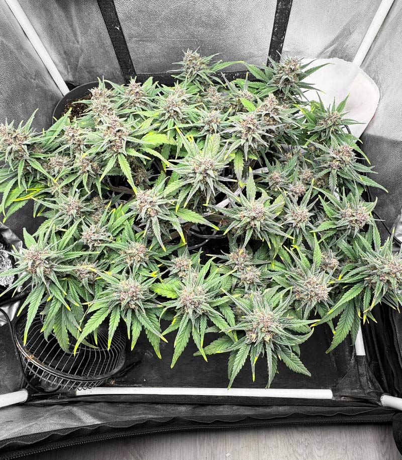 Roślina odmiany Tropicana Cookies Auto – zdjęcie 7