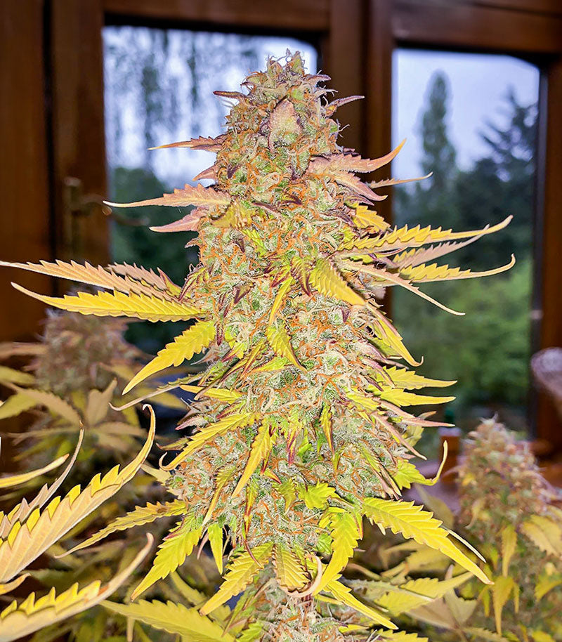 Roślina odmiany Acid Rain Autoflower – zdjęcie 7