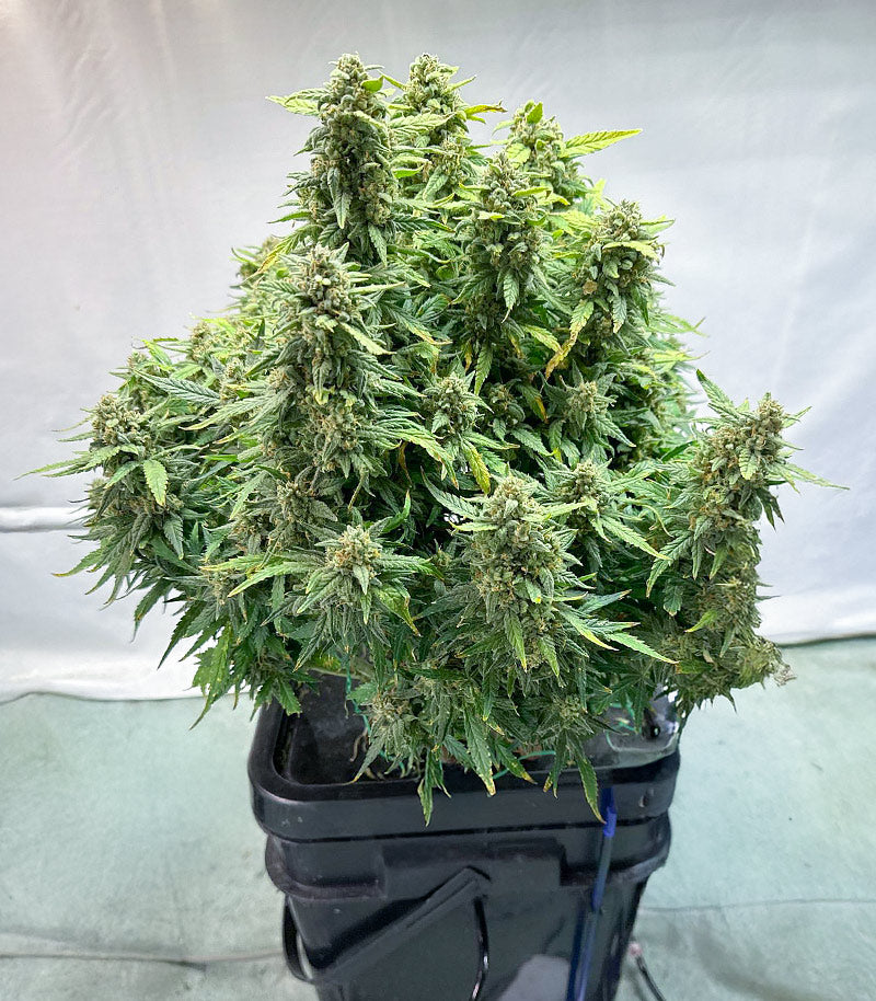 Roślina odmiany Vanilla Latte Autoflower – zdjęcie 6