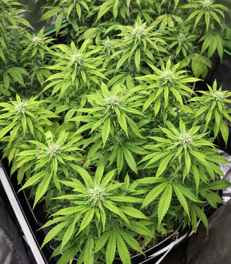 Roślina odmiany Super Lemon Cloud Auto – zdjęcie 7
