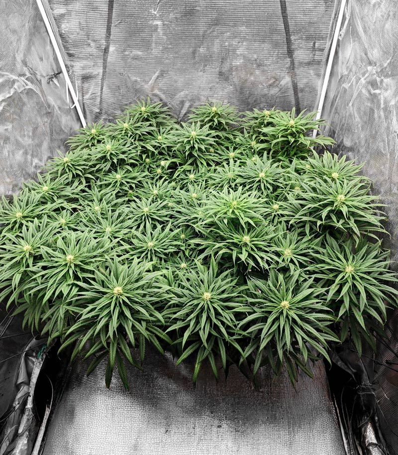 Roślina odmiany Jack Herer – Seedkeepers – zdjęcie 6