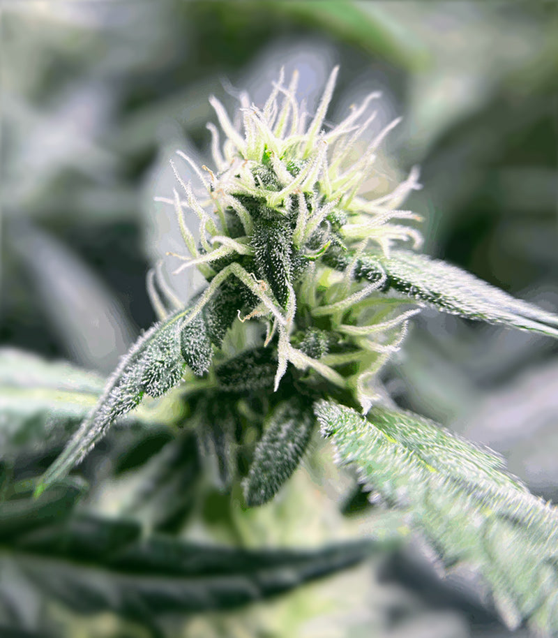 Roślina odmiany Super Sangria Skunk Autoflower – zdjęcie 5
