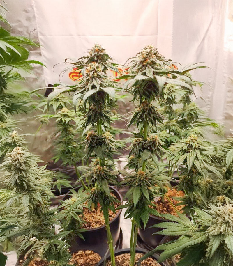 Roślina odmiany Sangria Poison Autoflower – zdjęcie 6