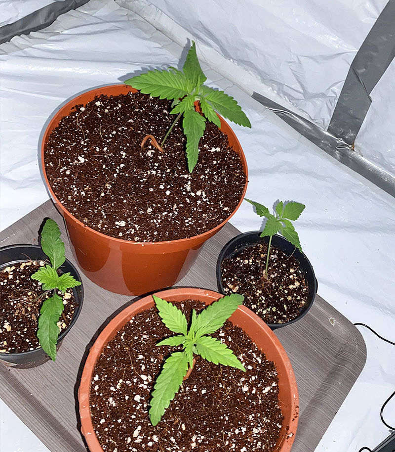 Roślina odmiany Green Crack Punch (Green Punch) – zdjęcie 5