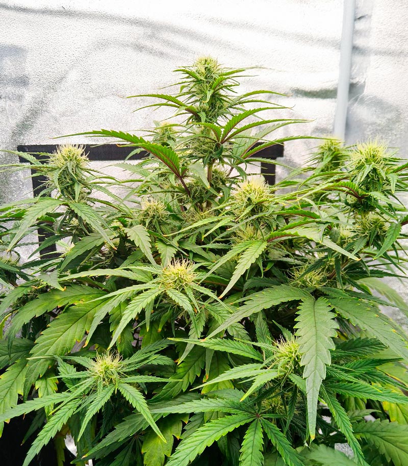 Roślina odmiany Durban Poison Autoflower – Humboldt Seed Company – zdjęcie 7