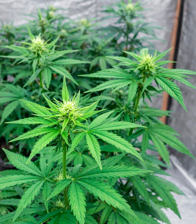 Roślina odmiany Purple Mango Kush – zdjęcie 7