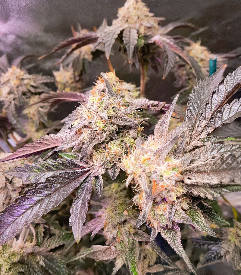 Roślina odmiany Sticky Sherbert GG – zdjęcie 5