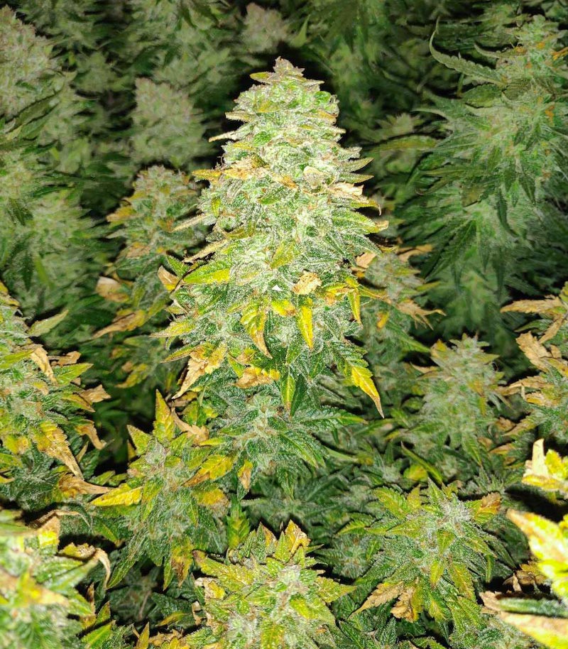 Roślina odmiany Sour Diesel – Barney's Farm – zdjęcie 8