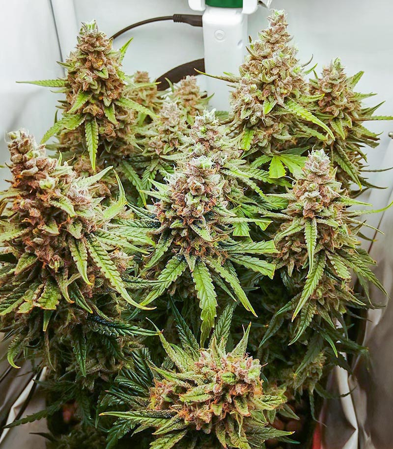 Roślina odmiany Scarlet Skunk Autoflower – zdjęcie 7