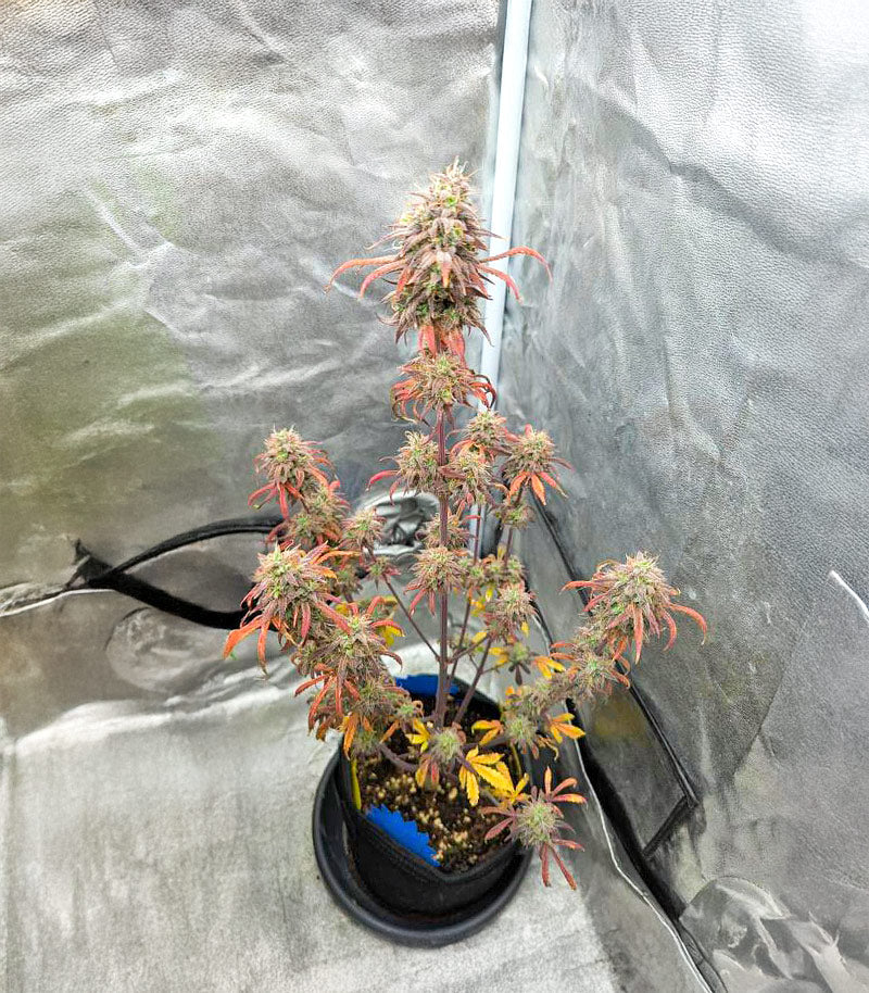 Roślina odmiany Purple Tropicana Cookies Autoflower – zdjęcie 7