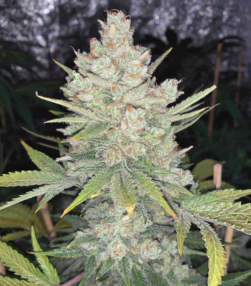 Roślina odmiany Original Auto OG Kush – zdjęcie 4