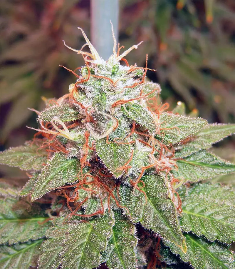 Roślina odmiany Acapulco Gold – zdjęcie 8