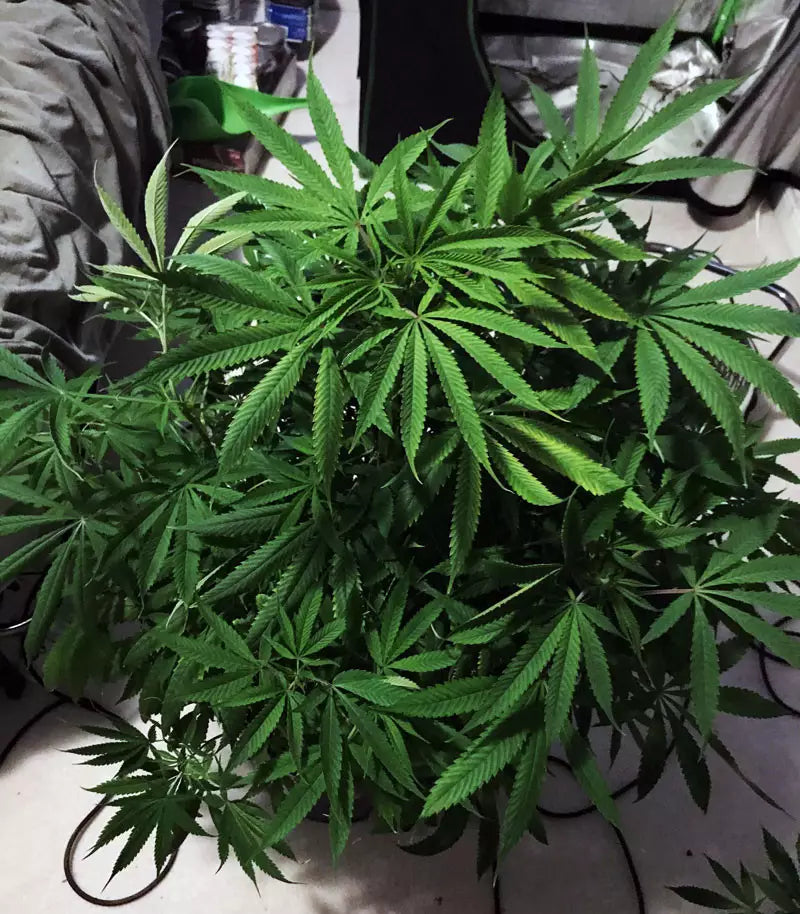 Roślina odmiany Blue Dream – Blimburn Seeds – zdjęcie 4
