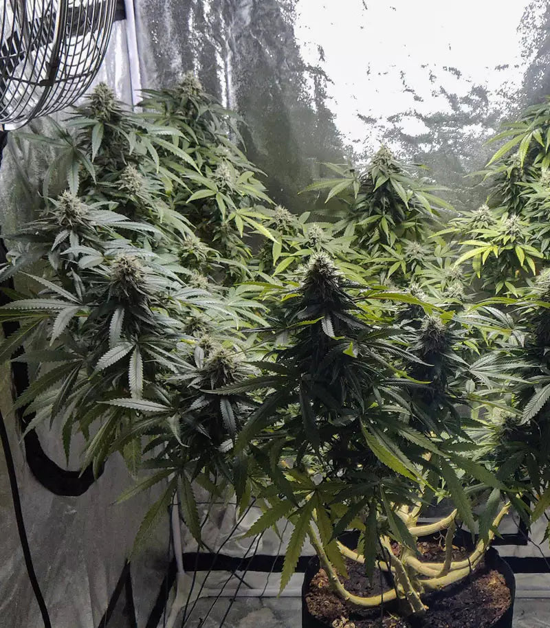 Roślina odmiany Blue Gelato 41 – zdjęcie 4