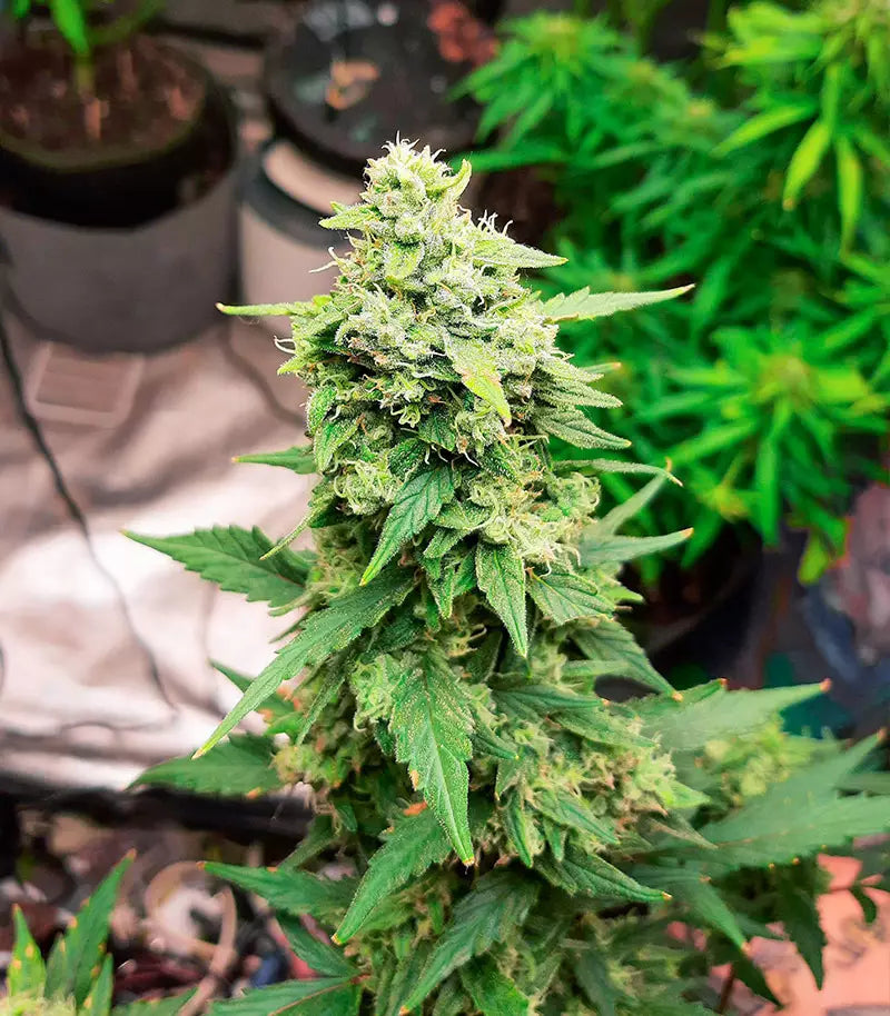 Roślina odmiany GG#4 Original Glue Auto – zdjęcie 12