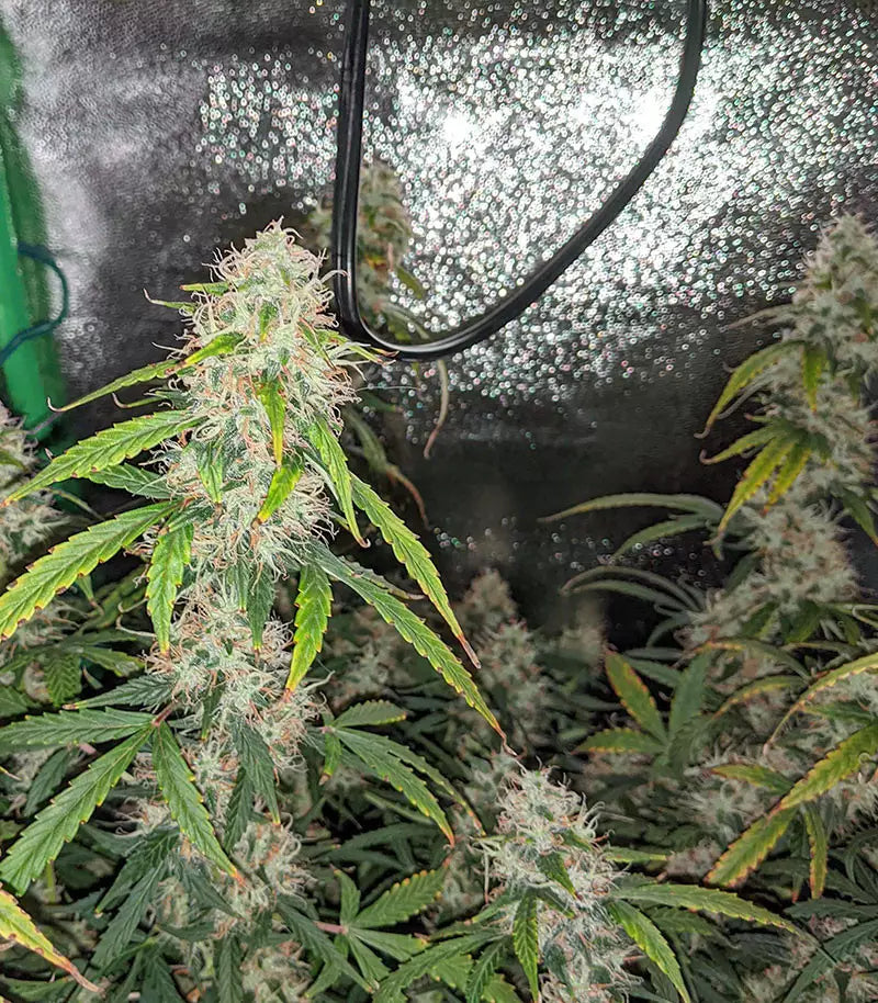 Roślina odmiany Original Auto Sour Diesel – zdjęcie 10