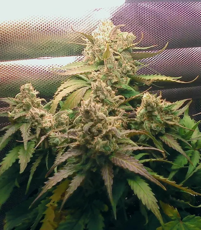 Roślina odmiany Pineapple Express Auto – Fast Buds – zdjęcie 4