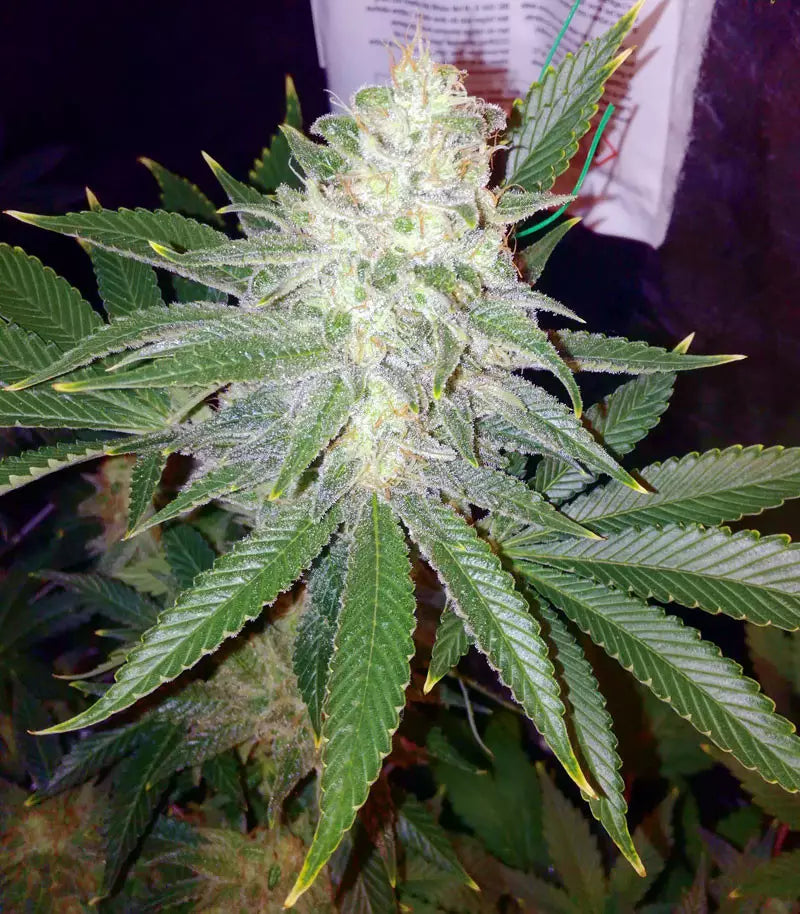 Roślina odmiany Pink Kush – zdjęcie 5