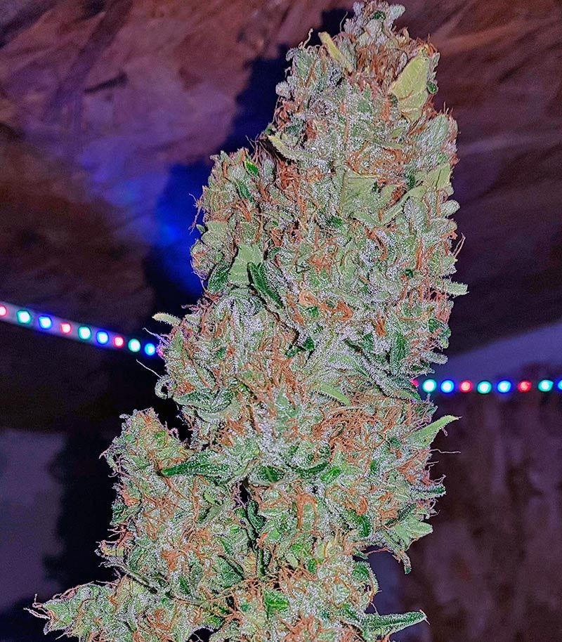 Roślina odmiany Sweet Trainwreck Auto – zdjęcie 5