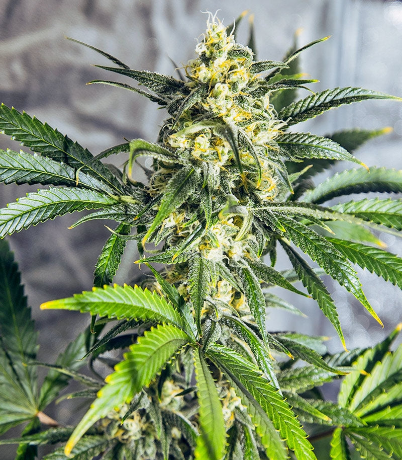Roślina odmiany White Widow Regular – zdjęcie 5