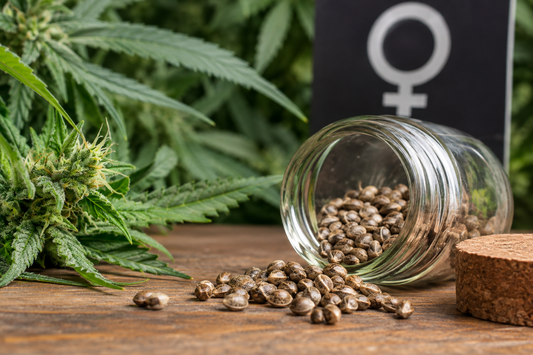 Czym są nasiona feminizowane?