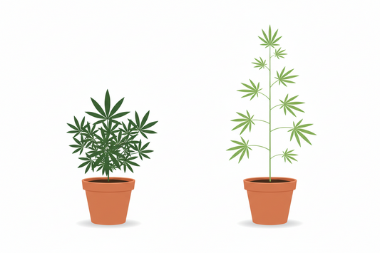 Indica a sativa — różnice i pomoc w wyborze