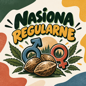 Nasiona regularne