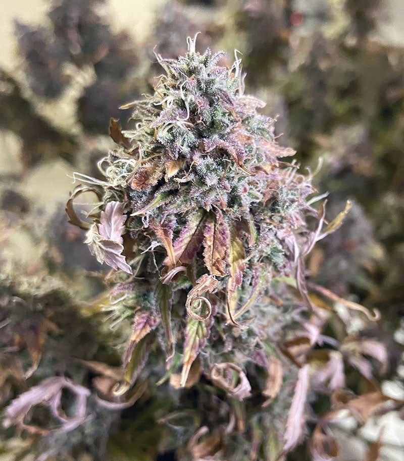 Roślina odmiany Original Auto Chemdawg – zdjęcie 9