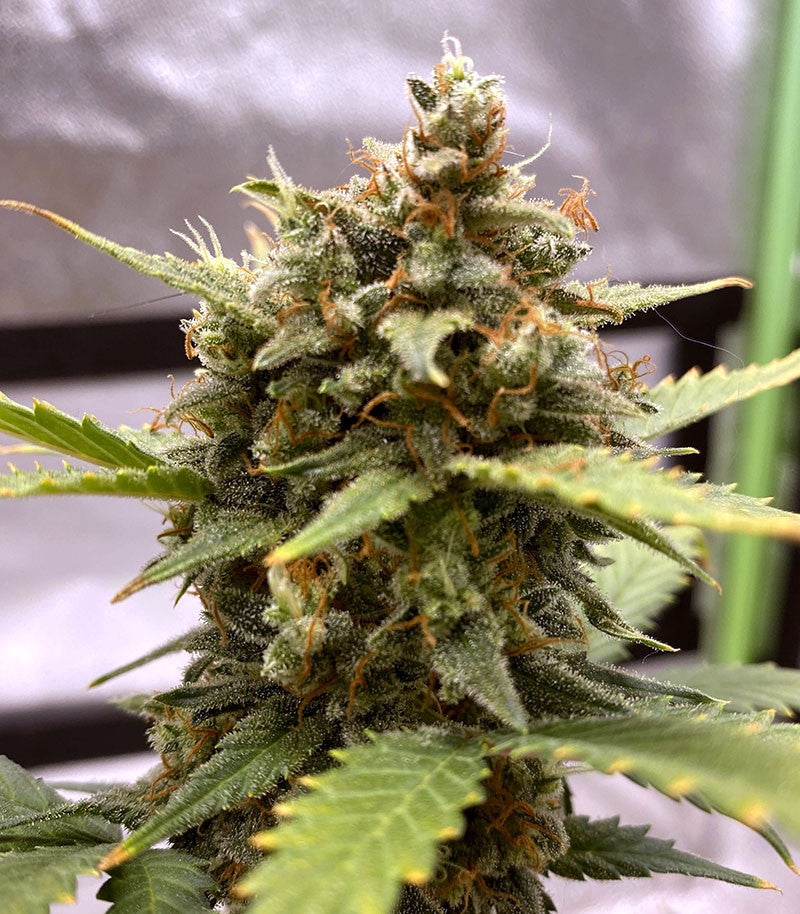 Roślina odmiany Original Auto Chemdawg – zdjęcie 4