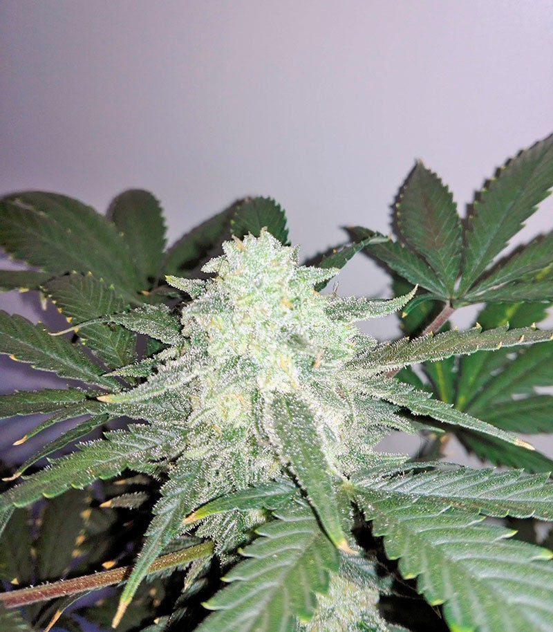 Roślina odmiany Sweet Skunk Auto – zdjęcie 3