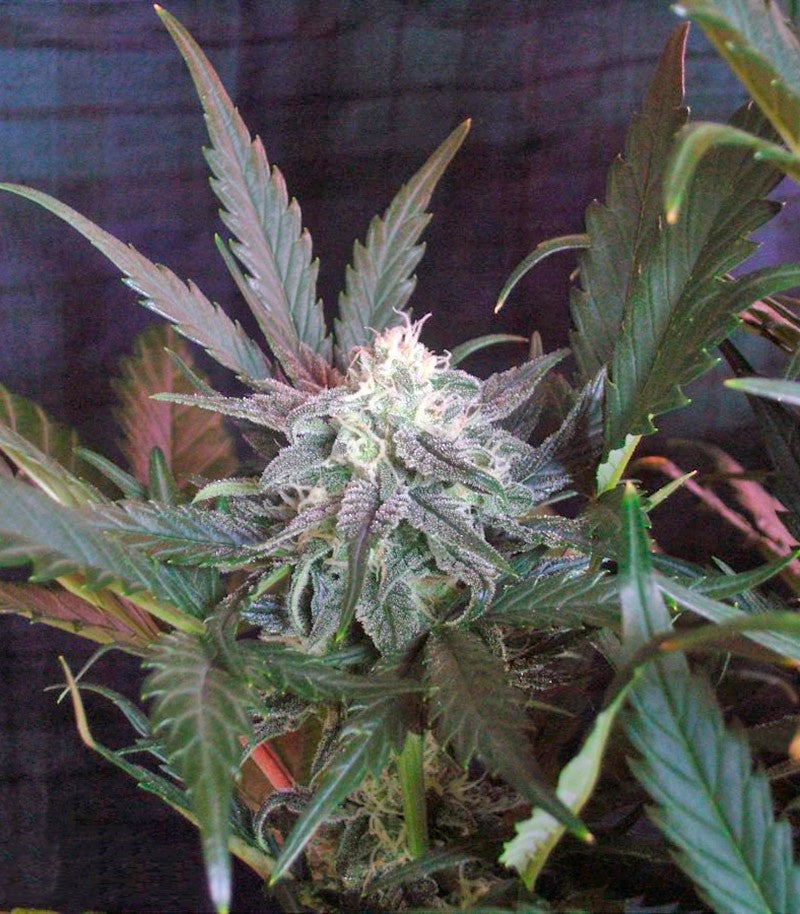 Roślina odmiany Sweet Skunk Auto – zdjęcie 4