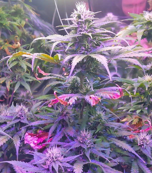 Roślina odmiany Tangerine Dream Auto – zdjęcie 3