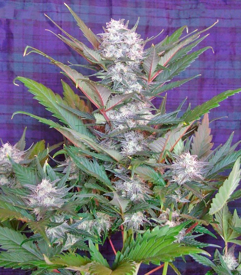 Roślina odmiany Sweet Skunk Auto – zdjęcie 5