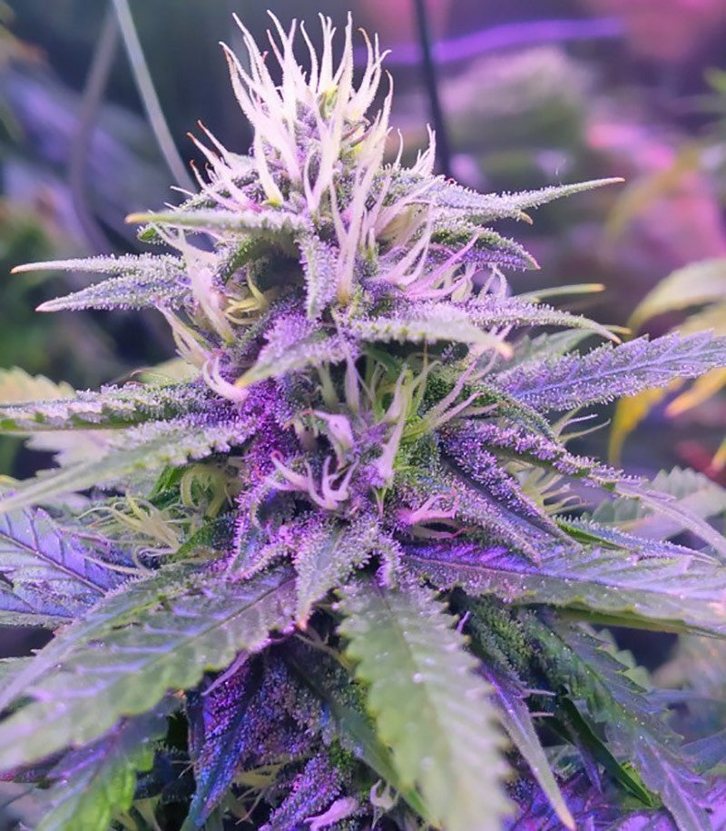 Roślina odmiany Tangerine Dream Auto – zdjęcie 4