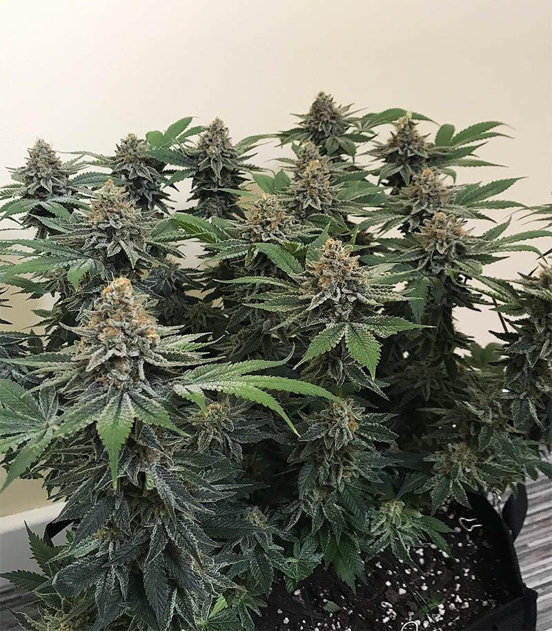 Roślina odmiany Ayahuasca Purple – zdjęcie 3