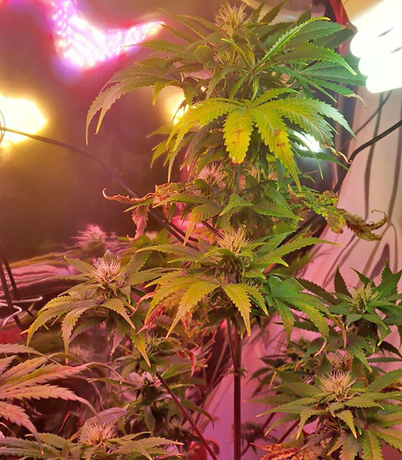 Roślina odmiany Tangerine Dream Auto – zdjęcie 5