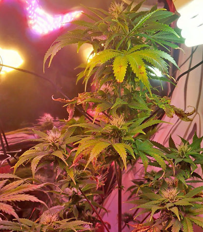 Roślina odmiany Tangerine Dream Auto – zdjęcie 5