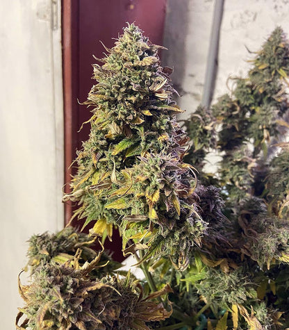 Roślina odmiany Original Auto Chemdawg – zdjęcie 6