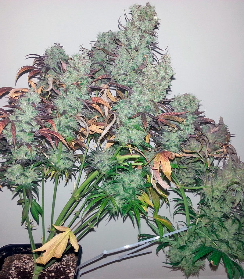 Roślina odmiany Strawberry Cough – zdjęcie 3