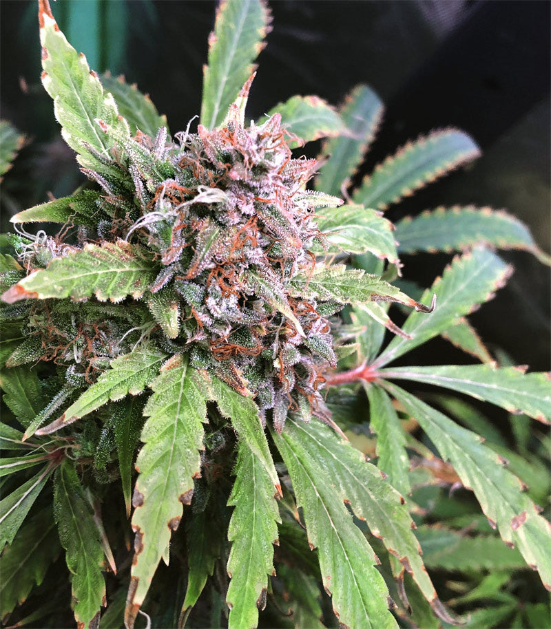Roślina odmiany Tangerine Dream Auto – zdjęcie 6