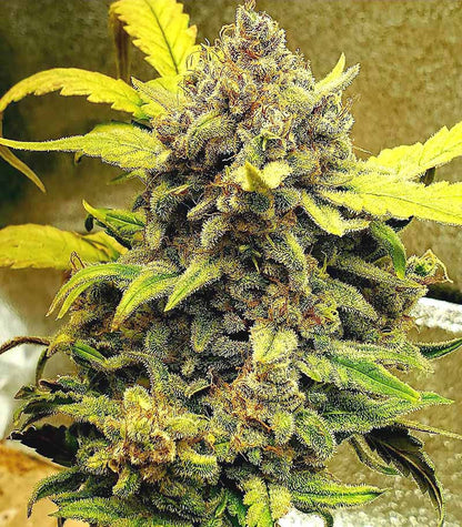 Roślina odmiany Original Auto Chemdawg – zdjęcie 3
