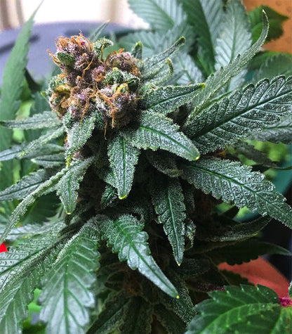 Roślina odmiany Ayahuasca Purple – zdjęcie 5