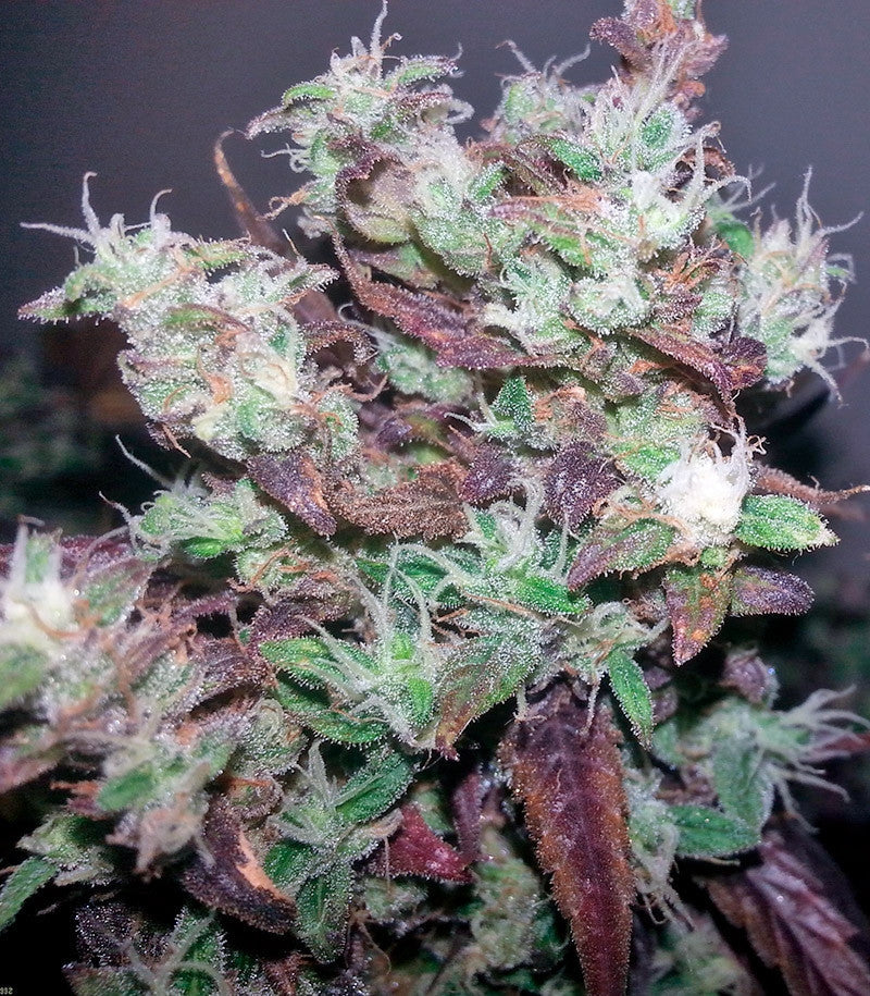 Roślina odmiany Strawberry Cough – zdjęcie 4