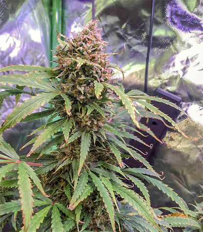 Roślina odmiany Tangerine Dream Auto – zdjęcie 7
