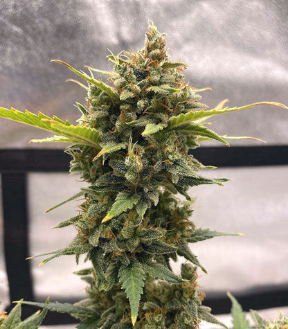Roślina odmiany Original Auto Chemdawg – zdjęcie 7