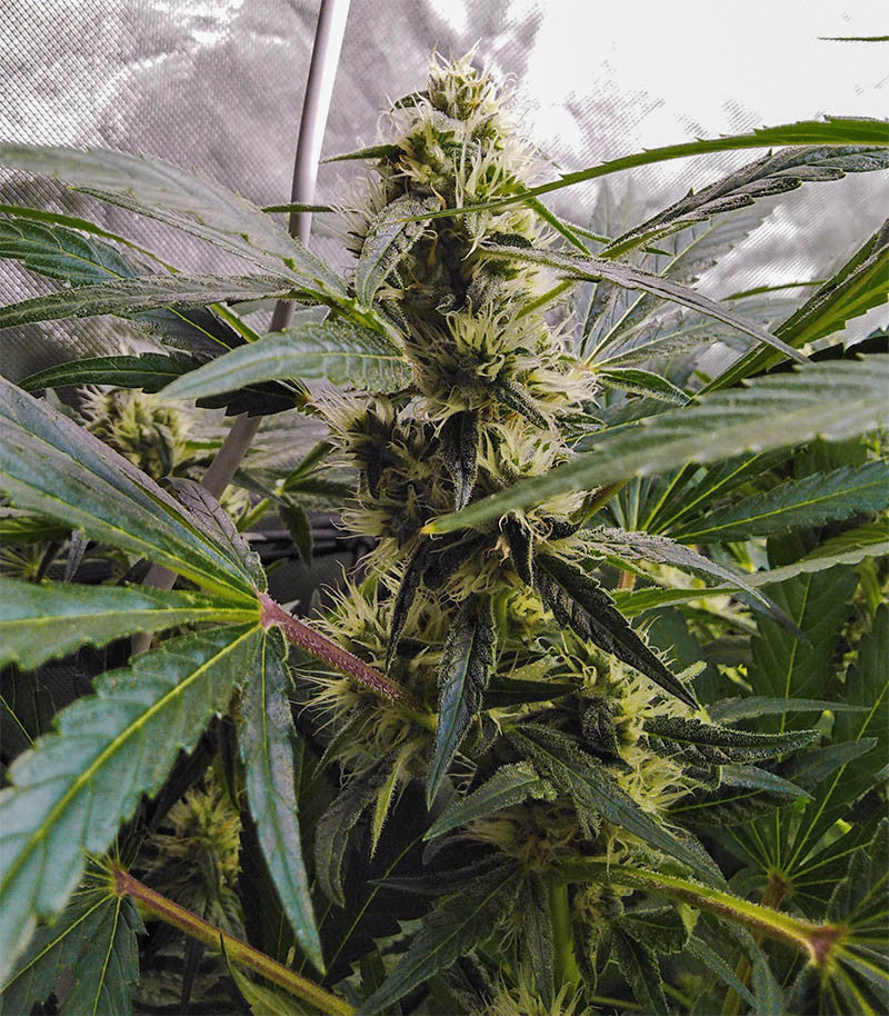Roślina odmiany Afghan Hash Plant Regular – zdjęcie 4