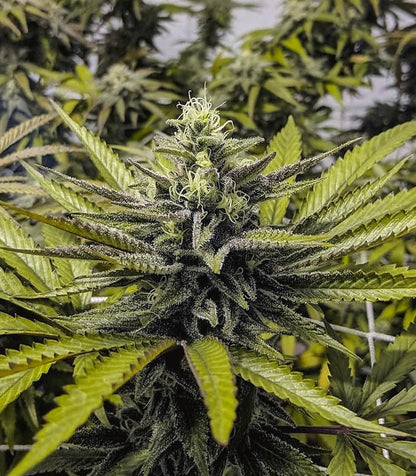 Roślina odmiany Afghan Hash Plant Regular – zdjęcie 5