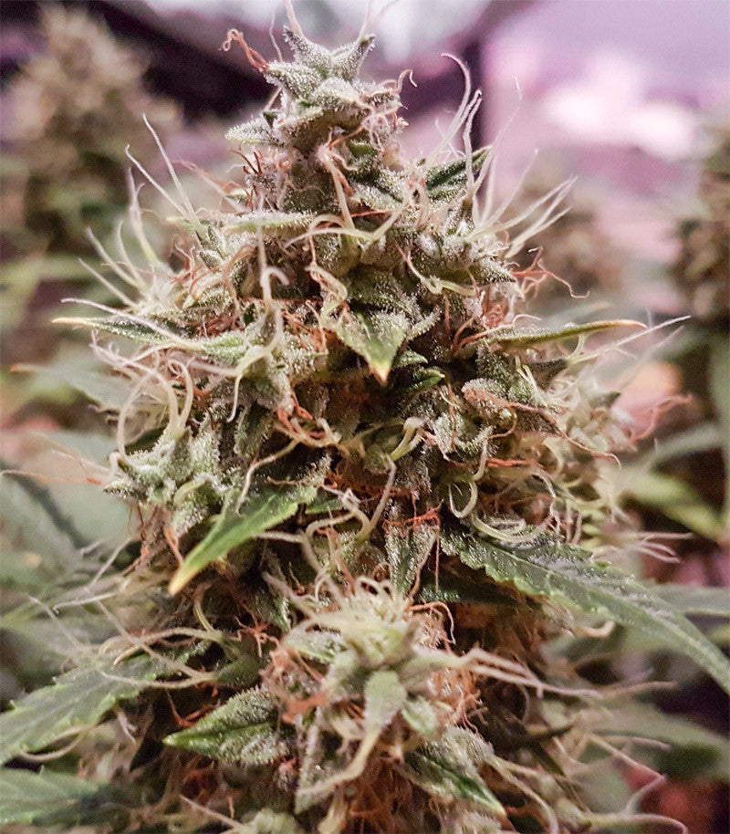 Roślina odmiany Amnesia Haze Automatic – zdjęcie 4