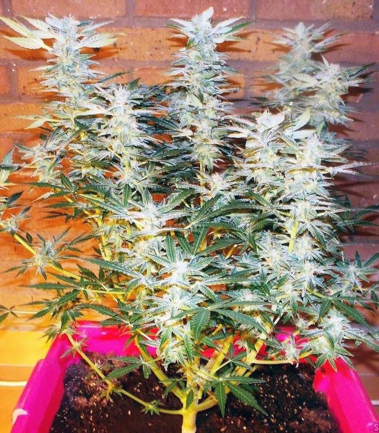 Roślina odmiany Amnesia Haze Automatic – zdjęcie 3