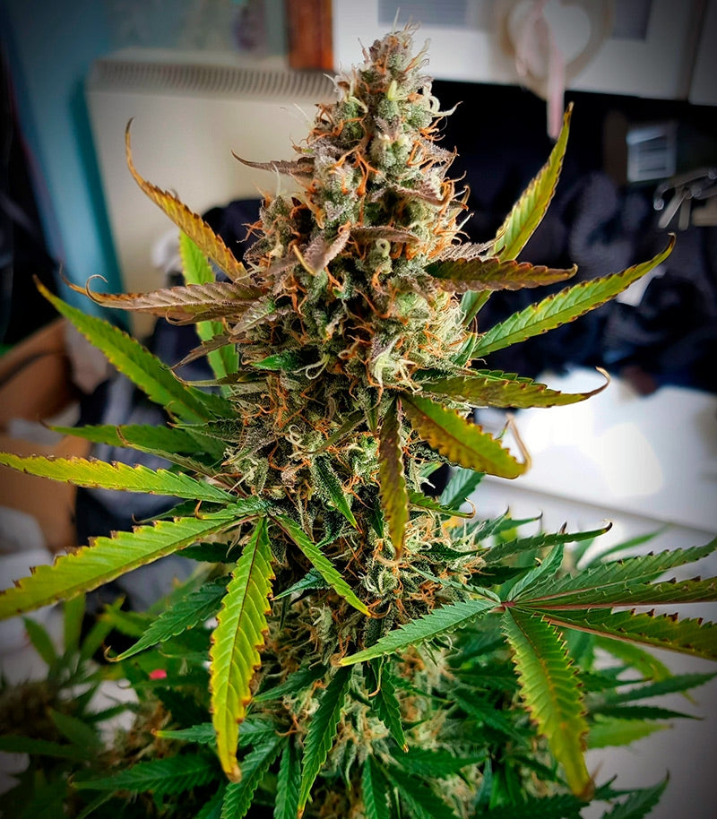 Roślina odmiany Auto Blackberry Kush – zdjęcie 3